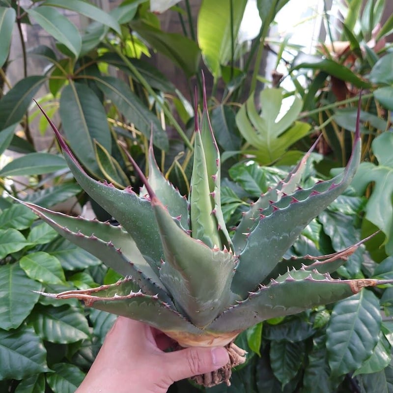 アガベ　ジェントリージョーズ　発送は9/3〜 アガベ ジェントリー ジョーズ agave gentryi 
