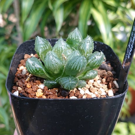 多肉植物 ハオルチア ブラック オブツーサ