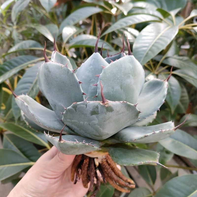 アガベ パリー トランカータ agave parryi truncata P2 | Mello