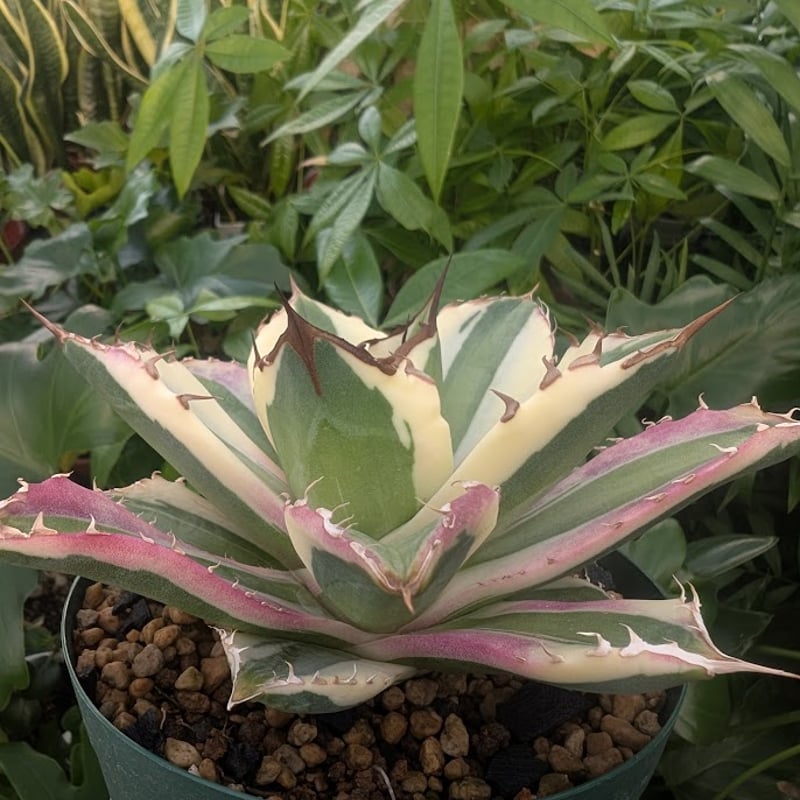 アガベ チタノタ スナグルトゥース ST23 | Mellow Yard