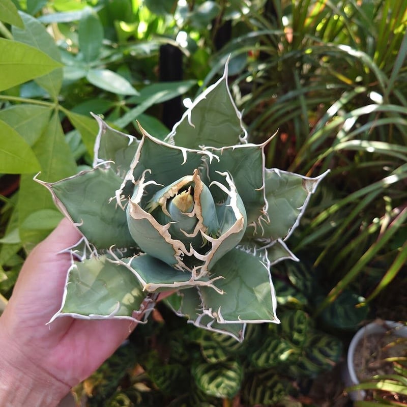 アガベ チタノタ オアハカ Agave titanota Oaxaca 18