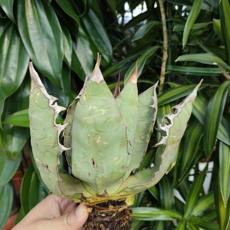 アガベ チタノタ オアハカ Agave titanota Oaxaca 5