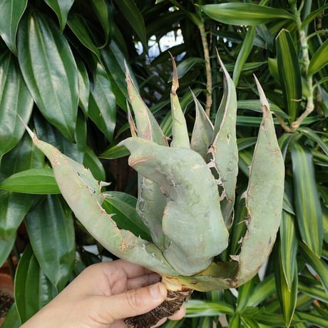 アガベ チタノタ オアハカ Agave titanota Oaxaca 7