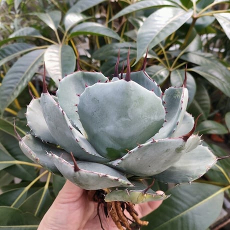 アガベ パリー トランカータ agave parryi truncata P1