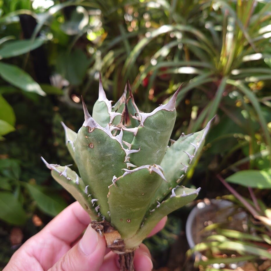 アガベ チタノタ オアハカ Agave titanota Oaxaca 12 | Mellow