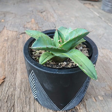 no.1 アガベ チタノタ Agave titanota 【送料全国一律500円】