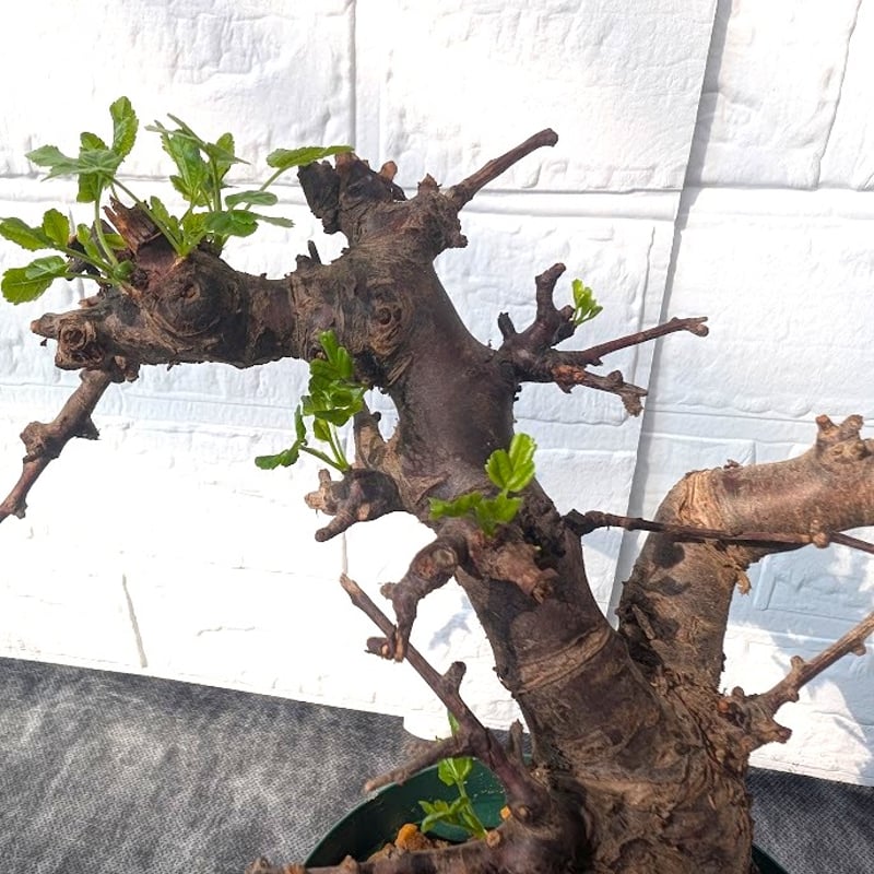コミフォラ ボラネンシス 1 Commiphora boranensis | Mellow Yard