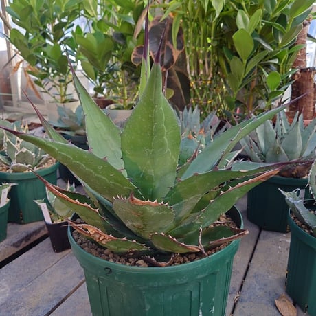 アガベ ジェントリー ジョーズ agave gentryi  "Jaws" J4