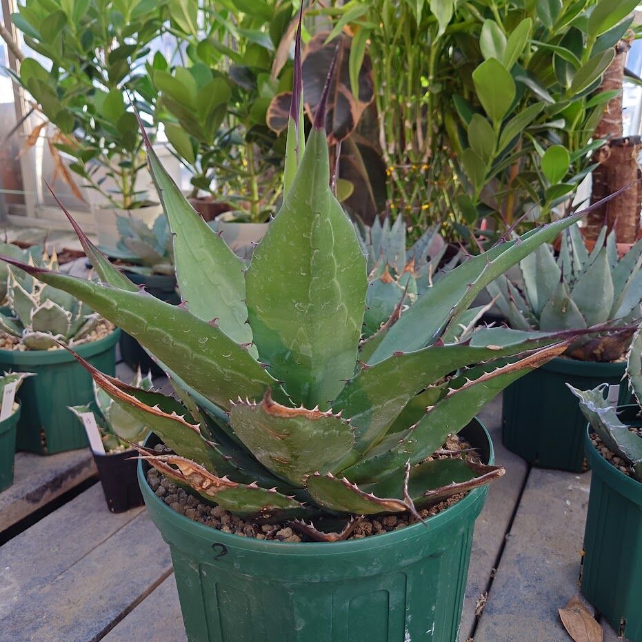 アガベ ジェントリー ジョーズ agave gentryi アガベ ジェントリー ジョーズ agave gentryi