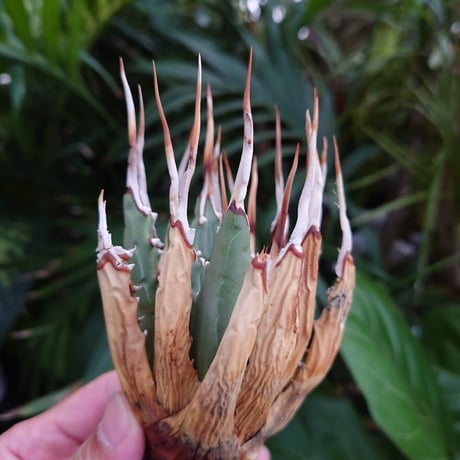 アガベ ユタエンシス ネバデンシス S2 Agave uthaensis var. nevadensis