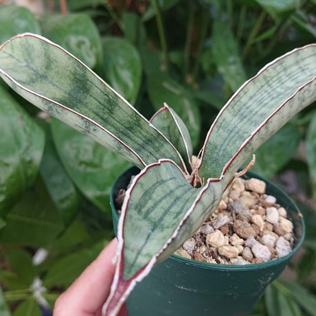 No.3 Sansevieria hallii Silver Bat サンスベリア シルバーバット 【送料全国一律500円】