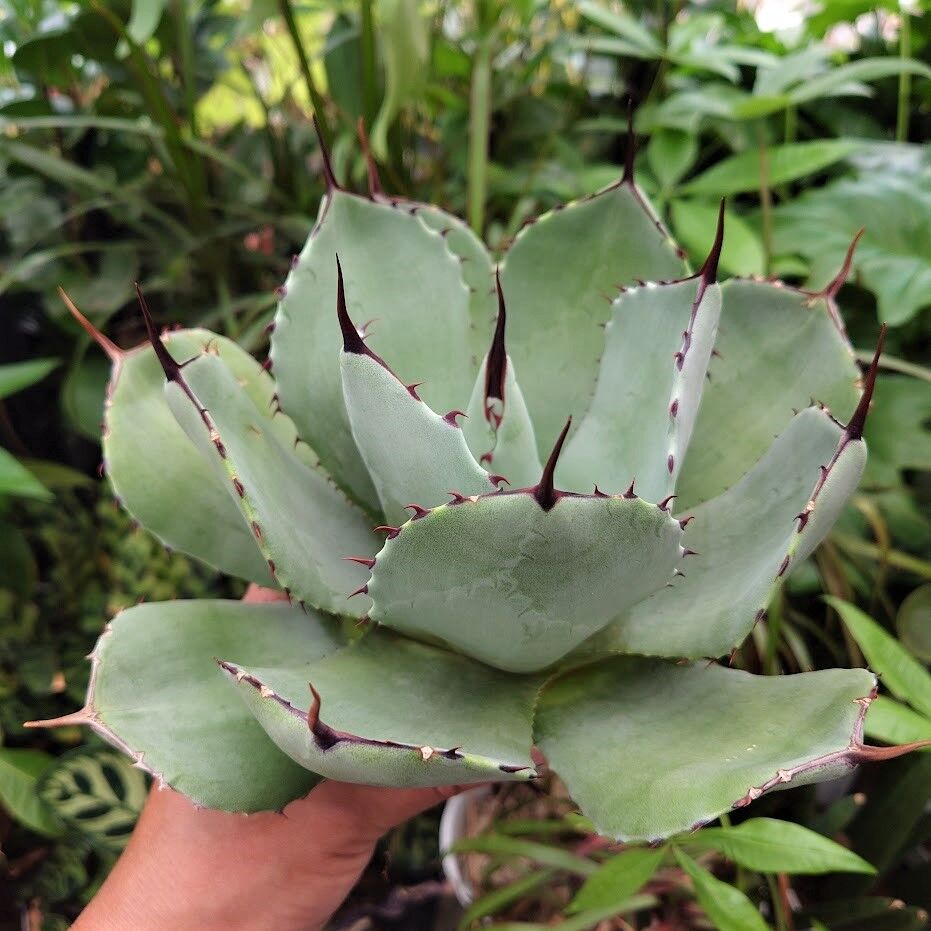 アガベ パリー トランカータ agave parryi truncata P4 | Mello アガベ パリー トランカータ agave parryi truncata P4 | Mello
