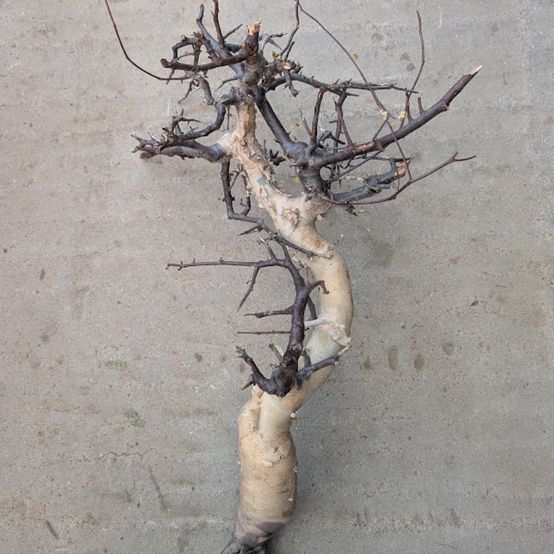 コミフォラ カタフ 7 （ピュアカタフ） Commiphora kataf | Mellow