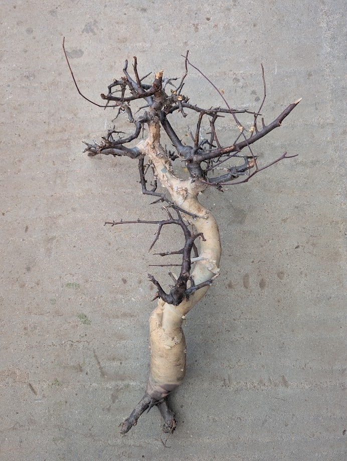 コミフォラ カタフ 7 （ピュアカタフ） Commiphora kataf | Mellow