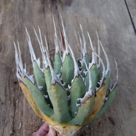 アガベ ユタエンシス ネバデンシス 1 Agave uthaensis var. nevadensis
