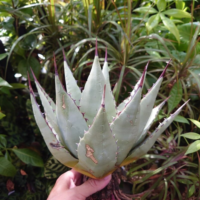 アガベ パリー ネオメキシカーナ agave prryi ssp.neomexicana 2 アガベ パリー ネオメキシカーナ agave prryi ssp.neomexicana 2