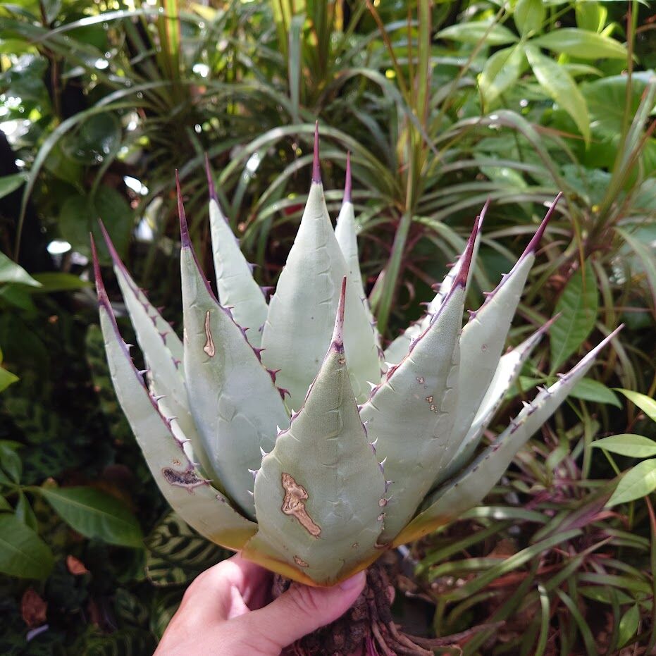 アガベ パリー ネオメキシカーナ agave prryi ssp.neomexicana 2