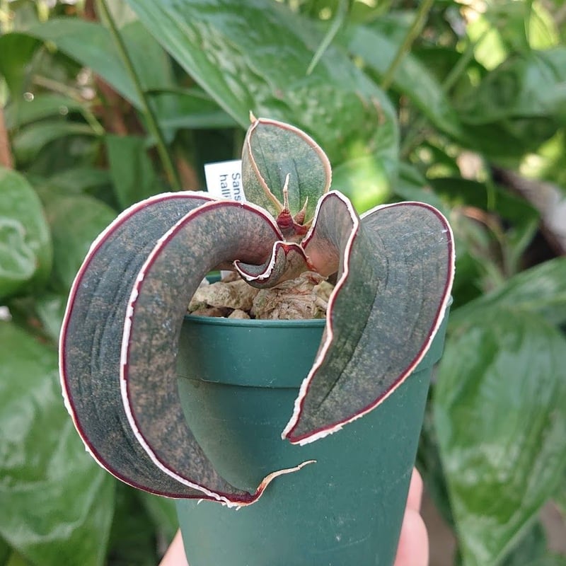 No.1 Sansevieria hallii Pink Bat サンスベリア ピンクバット