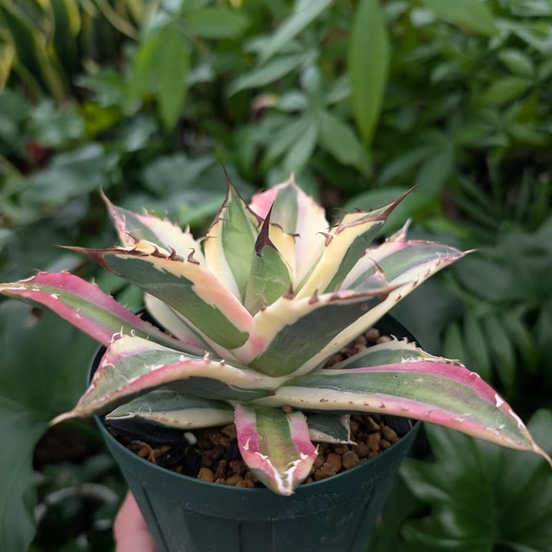 アガベ チタノタ スナグルトゥース ST17 | Mellow Yard