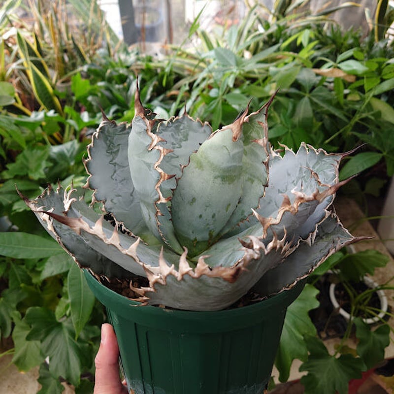 アガベ チタノタ ライオンズメーン メイン Agave titanota Lion's Man