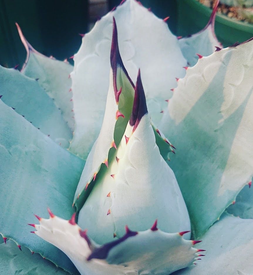 no.2 子株付き アガベ パリー トランカータ agave parryi truncata