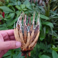 アガベ ユタエンシス ネバデンシス YN5 Agave uthaensis var. nevadensis