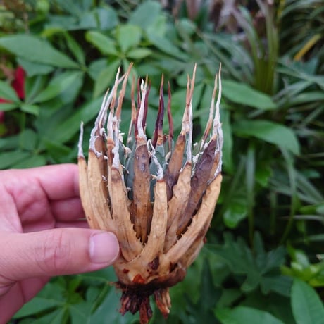 アガベ ユタエンシス ネバデンシス YN5 Agave uthaensis var. nevadensis