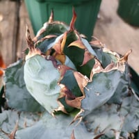 no.3 アガベ ブルーグロウ agave blue grow 【発根済】 | Mellow