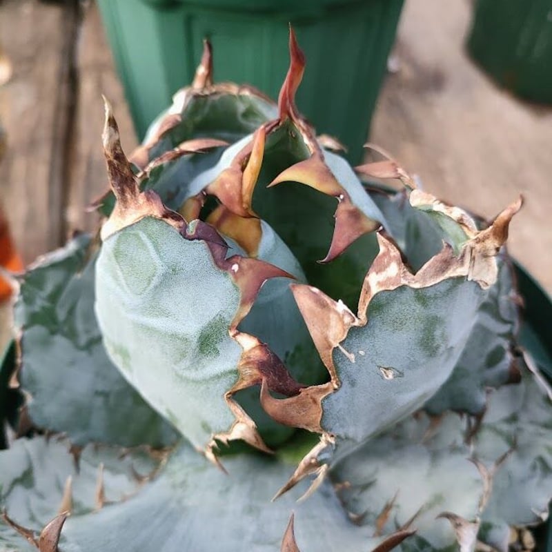 アガベ チタノタ ブラックアンドブルー Agave titanota アガベ チタノタ ブラックアンドブルー Agave titanota