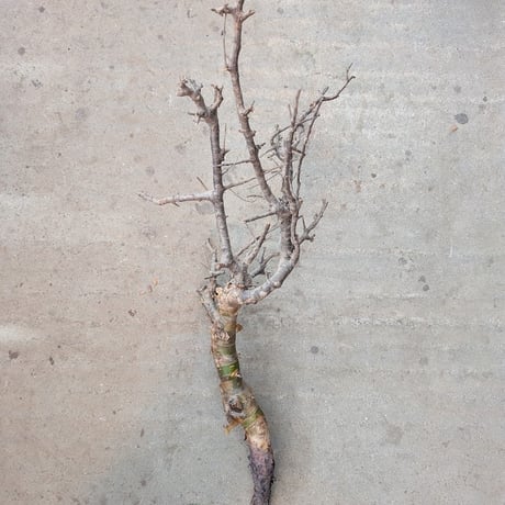 コミフォラ ピンネイトリーブス 1 Commiphora pinnate leaves
