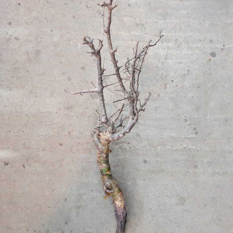 コミフォラ ピンネイトリーブス 1 Commiphora pinnate leaves | M