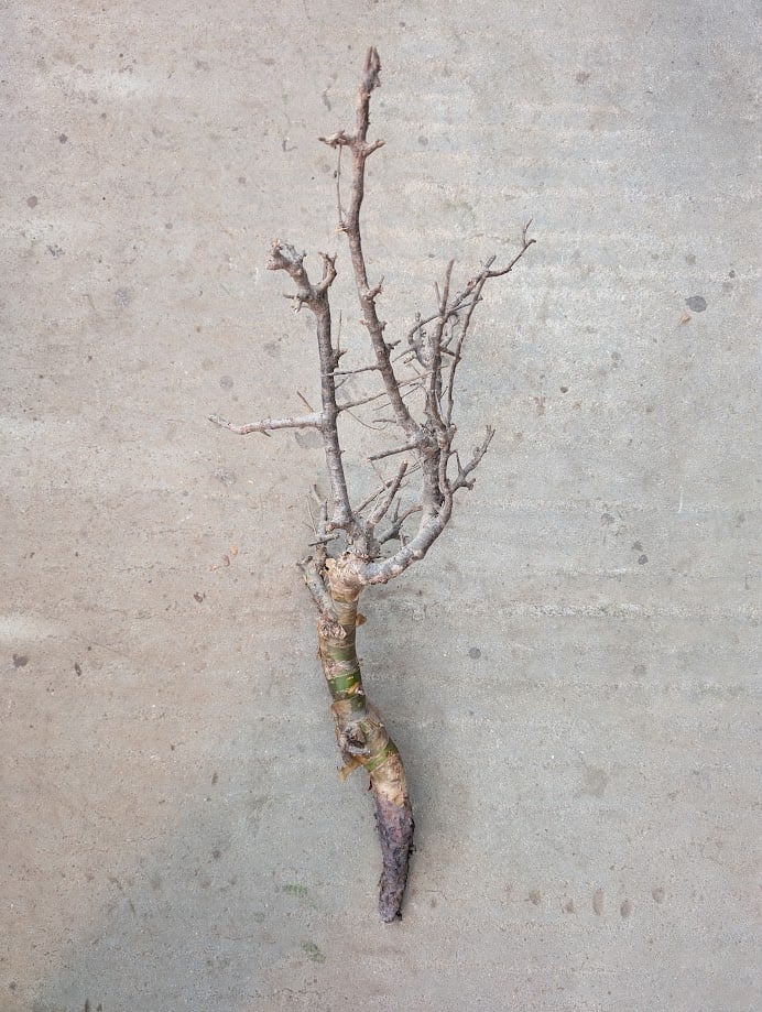 コミフォラ ピンネイトリーブス 1 Commiphora pinnate leaves | M