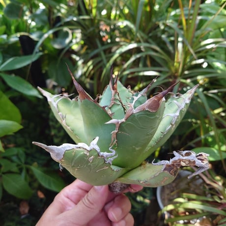 アガベ チタノタ オアハカ Agave titanota Oaxaca 11