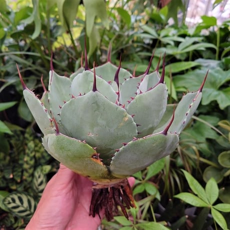 アガベ パリー トランカータ agave parryi truncata P3