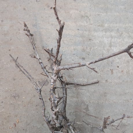 コミフォラ ピンネイトリーブス 1 Commiphora pinnate leaves