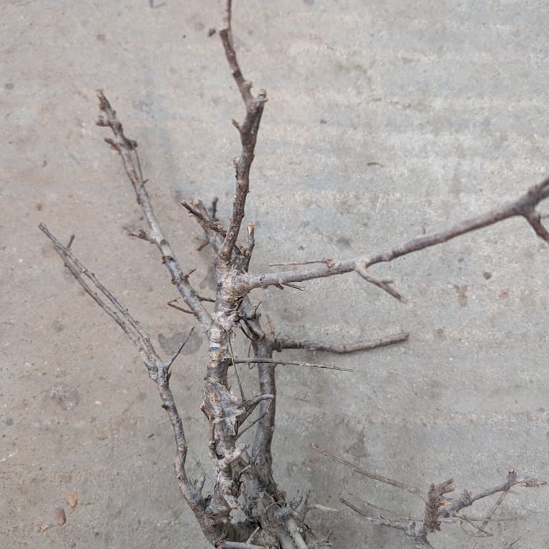 コミフォラ ピンネイトリーブス 1 Commiphora pinnate leaves | M