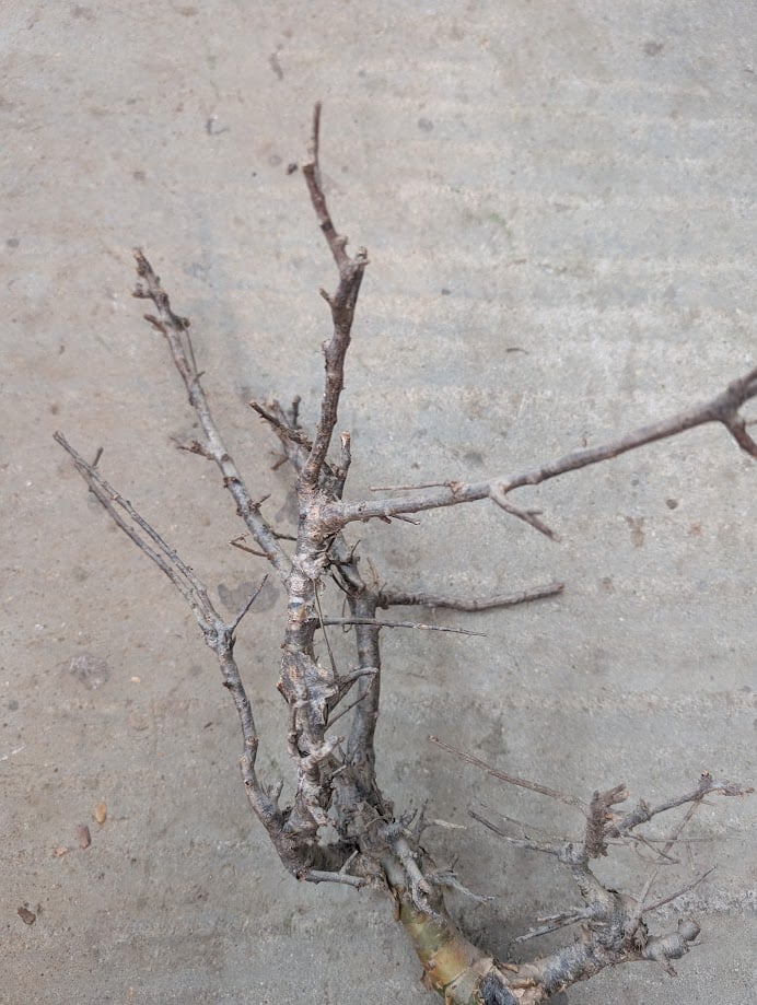 コミフォラ ピンネイトリーブス 1 Commiphora pinnate leaves | M