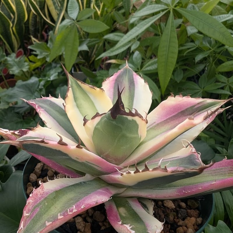 アガベ チタノタ スナグルトゥース ST17 | Mellow Yard