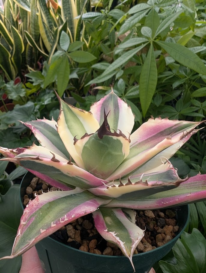 アガベ チタノタ スナグルトゥース ST17 | Mellow Yard