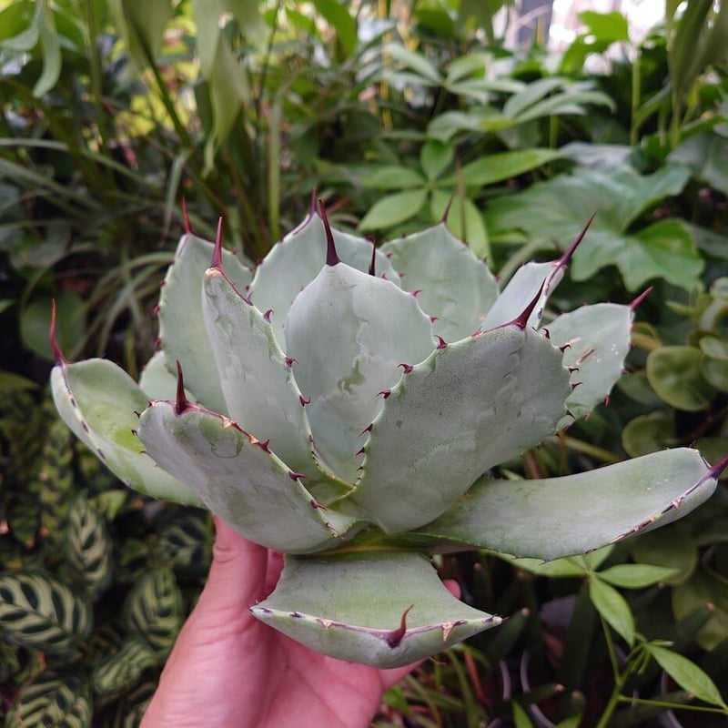 アガベ　パリー　トランカータ　US輸入株 no.1 アガベ パリー トランカータ agave parryi truncata 【発根