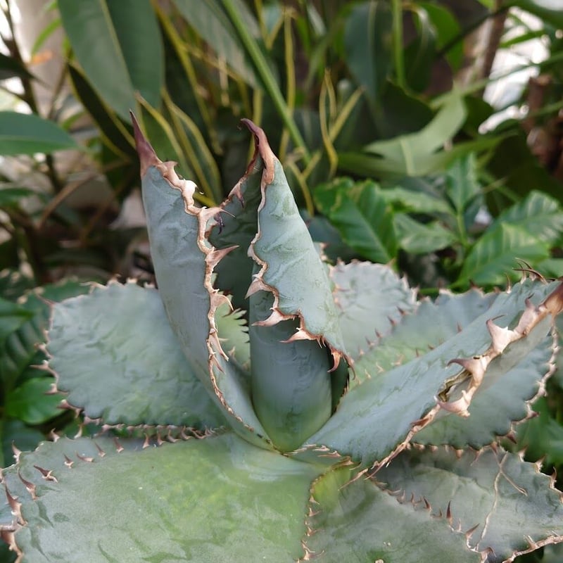 アガベ チタノタ ライオンズメーン メイン Agave titanota Lion's Man