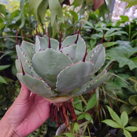 アガベ パリー トランカータ agave parryi truncata P3