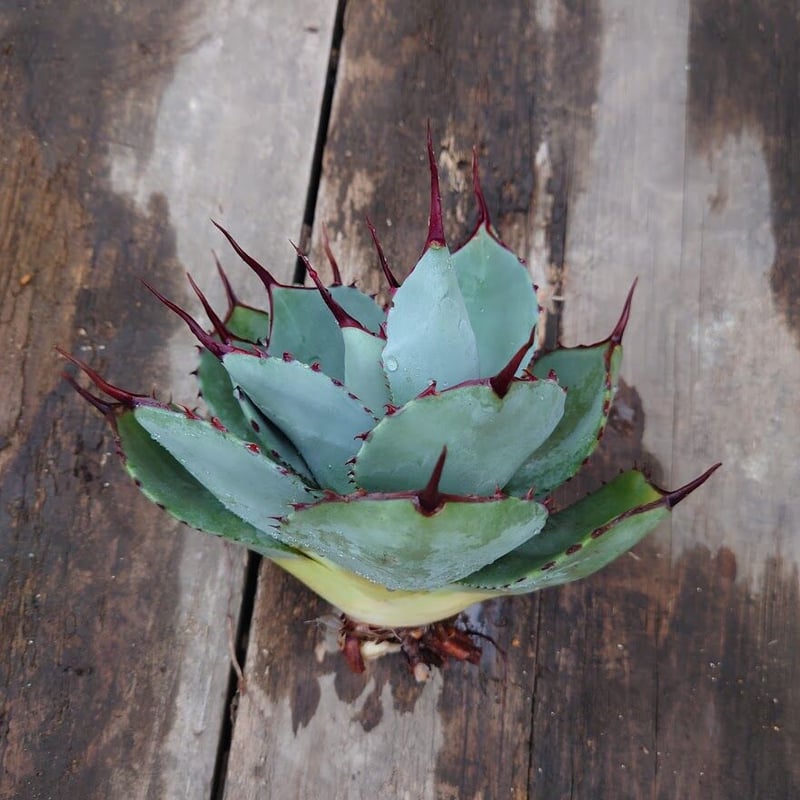 アガベ パリー トランカータ ラスト1株 agave parryi truncata 2 |...