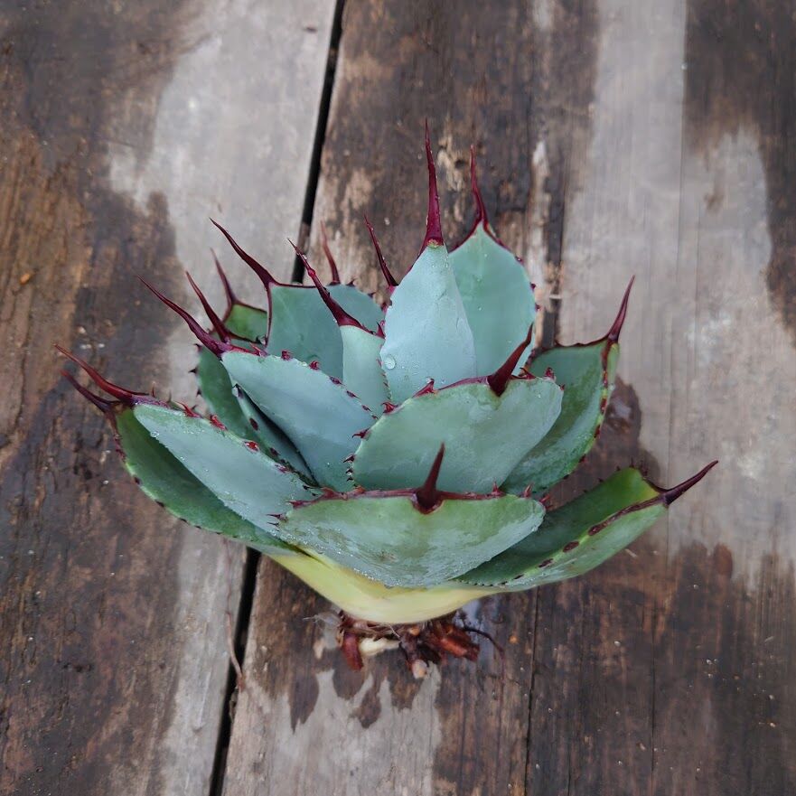 アガベ パリー トランカータ ラスト1株 agave parryi truncata 2 アガベ パリー トランカータ ラスト1株 agave parryi truncata 2