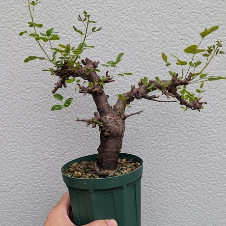 コミフォラ ボラネンシス 1 Commiphora boranensis