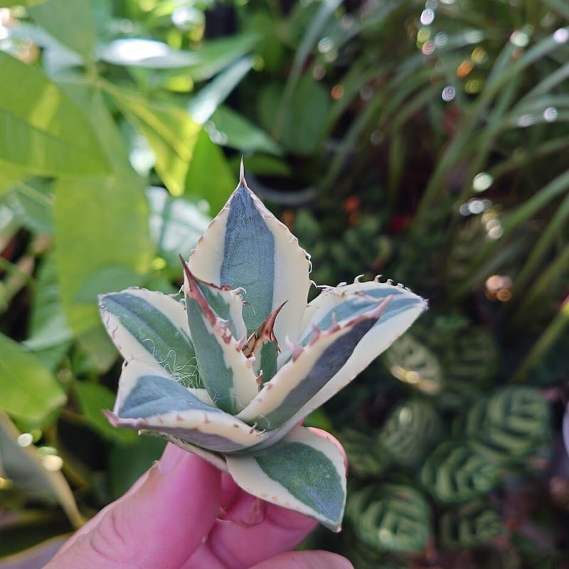 アガベ チタノタ スナグルトゥース ST19 | Mellow Yard