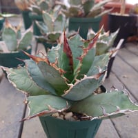 アガベ チタノタ オアハカ Agave titanota Oaxaca 11
