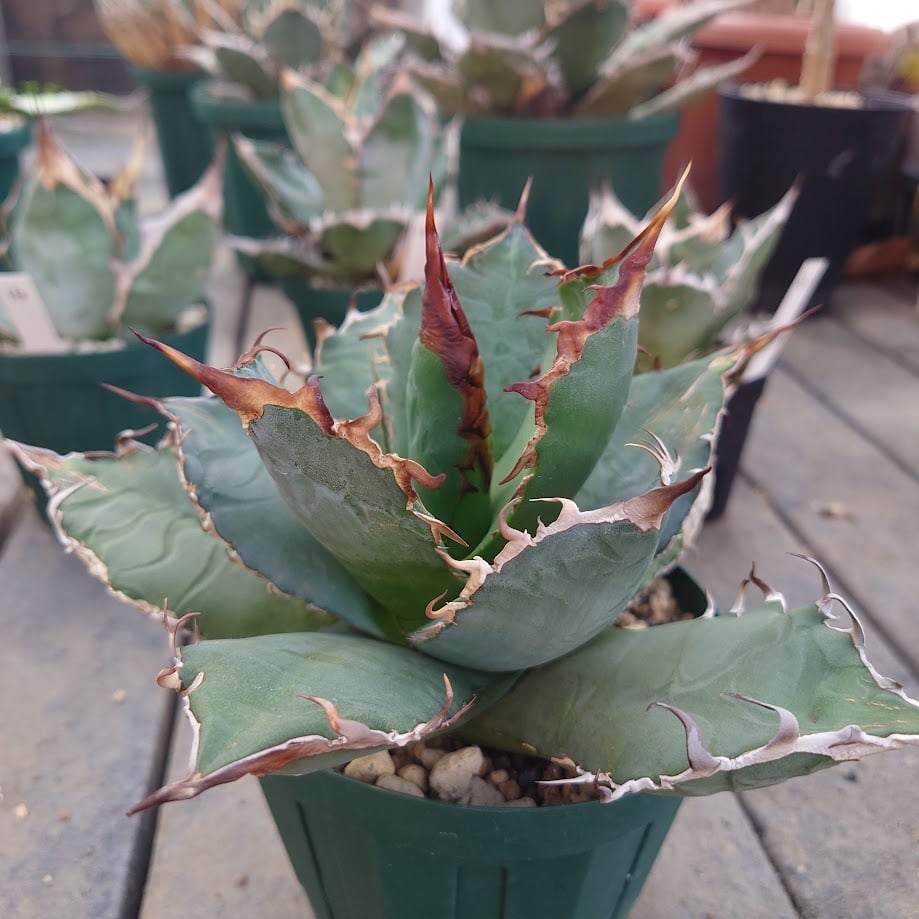 アガベ チタノタ オアハカ Agave titanota Oaxaca 14 アガベ チタノタ オアハカ Agave titanota Oaxaca 15 | Mellow