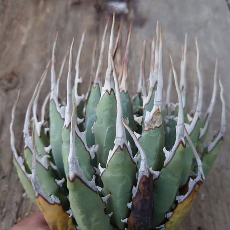 アガベ ユタエンシス ネバデンシス 1 Agave uthaensis var. nevadensis