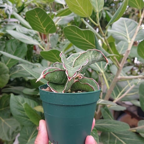 【送料全国一律500円】Sansevieria sp. Mafinga Tanzania Dragon サンスベリア ドラゴンウィング L7